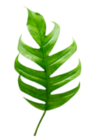 Monstera leaves leaves with Isolate  Leaves on transparent background PNG file