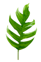 Monstera leaves leaves with Isolate  Leaves on transparent background PNG file