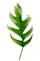 Monstera leaves leaves with Isolate  Leaves on transparent background PNG file