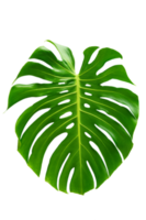 Monstera leaves leaves with Isolate  Leaves on transparent background PNG file