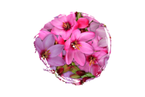 blomma sublimering ClipArt png