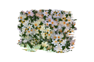 flor sublimación clipart png