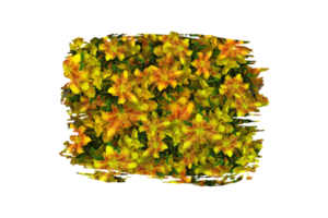 Flower Sublimation Clipart PNG