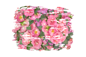 bloem sublimatie clip art PNG