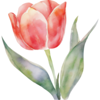 flor tulipa aquarela png