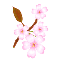 cherry blossom pink flowers png