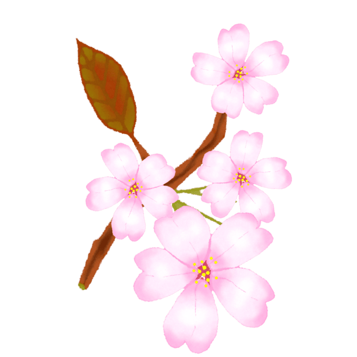sakura flowers cherry blossom 21444537 PNG