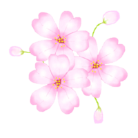 sakura blommor körsbär blomma png