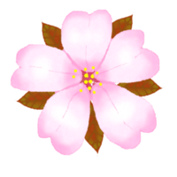 pink flower sakura png