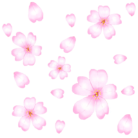 sakura blommor körsbär blomma png