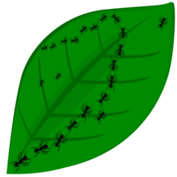 mieren en blad png