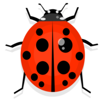 cute ladybug insect png