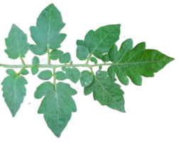 green leaf on transparent background png