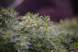Galiume aparine as a close up in backlight at sunset photo