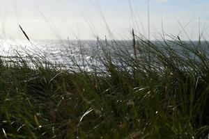 Beach grasses as a closeup against the ocean photo