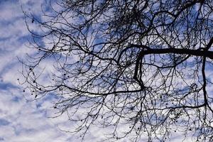 Bare plane tree branches from below against a sky with white clouds photo