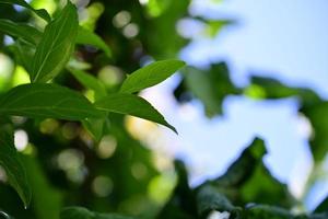 Forsythia leaves as a close up against a blurred blue and green background photo