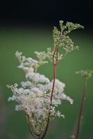 White flowering plant against a green meadow photo