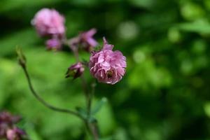 Pink columbiene against a green blurred background photo