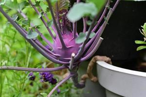 Purple kohlrabi in a flowerpot as a close up photo