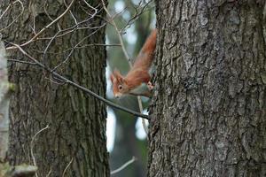 One red squirrel climbs on an oak tree photo