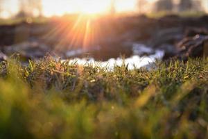 Close up of green grass and a puddle at sunset photo