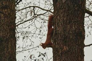 One red squirrel climbs on an oak tree photo