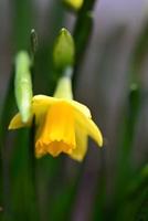 Yellow daffodil blossom as a close up photo