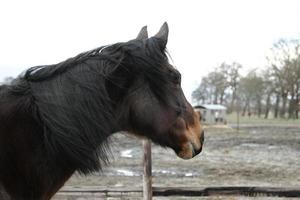 Head of a brown horse as side view photo