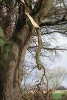 Big tree with a broken branch photo