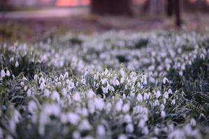 Snowdrop field - Galanthus - as a close up photo