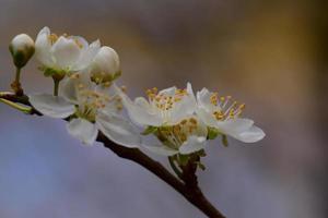 Close up of white blossoms against a blurred brown background photo