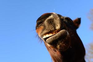 Open mouth of a brown horse as a close up from below photo