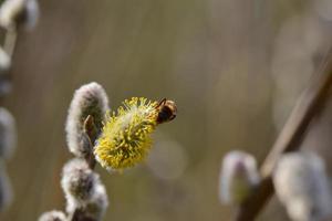 Bee on a flowering willow salicaceae against a blurred background photo