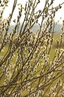 Flowering willow salix salicaceae as a closeup with a various of focuses photo