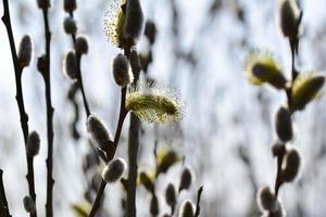 Flowering willow salix salicaceae as a closeup with a various of focuses photo