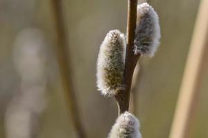Flowering willow salix salicaceae against a blurred background photo