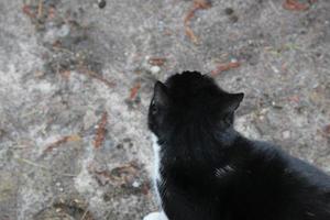 Black cat from aboveagainst a grey undersoil photo