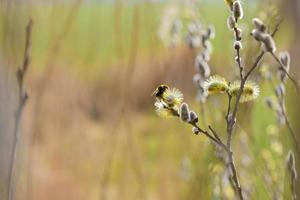 abeja en un floración sauce salicáceas en contra un borroso antecedentes foto