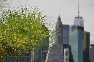 Manhattan behind a pine branch photo