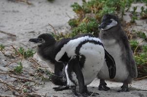 A Penguin mother with two younsters photo