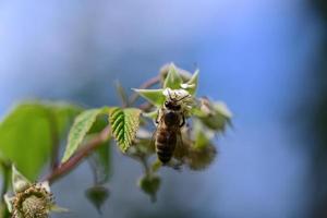 Unripe rashberry on the bush and a bee as a closeup against a blurred background photo