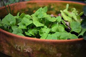 Portulak in a big flowerpot as a close up photo