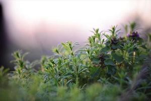 Galiume aparine and deaf nettle in backlight at sunset photo