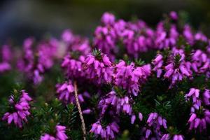 Purple snow heath - erica-as a close up photo