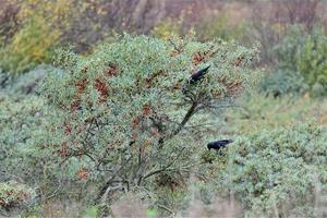 Ravens in a sea buckthorn bush at the beach photo