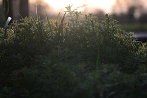 Galiume aparine as a close up in backlight at sunset photo