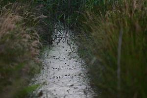 Little streamlet between meadows with greens at the side photo