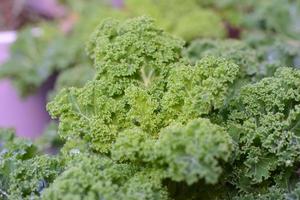 A close up of wet green kale leaves photo