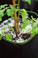 Hail around a tomatoplant in a flowerpot photo